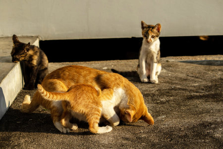Kittens playing with each other helps develop speed and agility in movement.