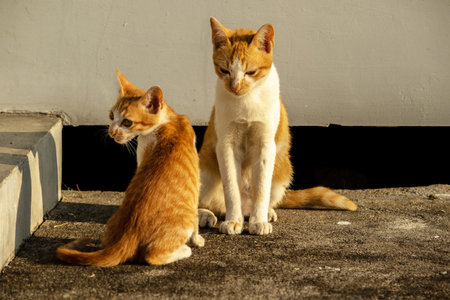 Kittens playing with each other helps develop speed and agility in movement.の写真素材