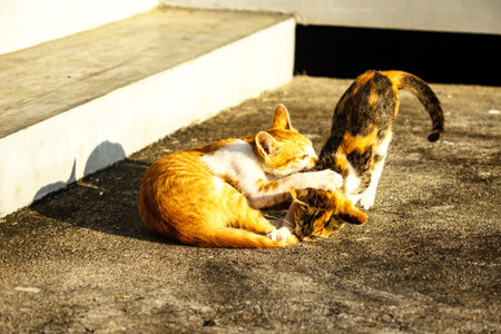 Kittens playing with each other helps develop speed and agility in movement.の写真素材
