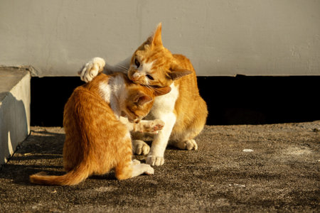 Kittens playing with each other helps develop speed and agility in movement.