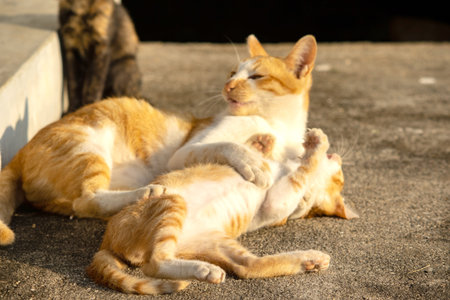 When kittens play together, they crouch low, sneak quietly, and pounce on each other, practicing...