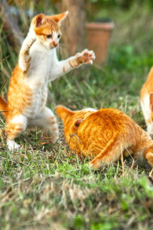 When kittens play together, they crouch low, sneak quietly, and pounce on each other, practicing...