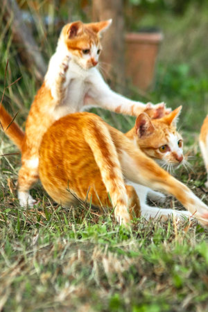 When kittens play together, they crouch low, sneak quietly, and pounce on each other, practicing their hunting skills.の写真素材