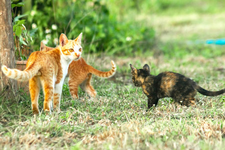 When kittens play together, they crouch low, sneak quietly, and pounce on each other.の写真素材