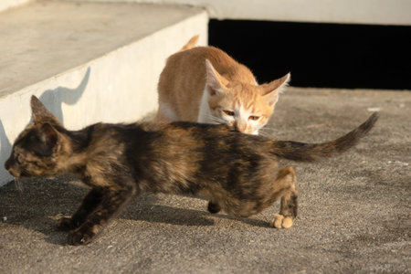 When kittens play together, they crouch low, sneak quietly, and pounce on each other, practicing...
