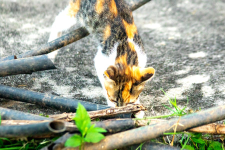 Calico kittens are enthusiastic and enjoy exploring large spaces.の写真素材