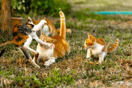 When kittens play together, they crouch low, sneak quietly, and pounce on each other, practicing their hunting skills.の写真素材