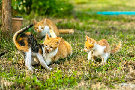 When kittens play together, they crouch low, sneak quietly, and pounce on each other.の写真素材