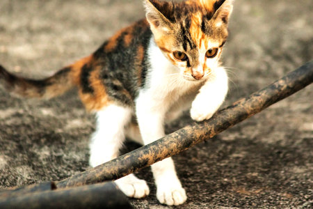 Calico kittens are enthusiastic and enjoy exploring large spaces.の写真素材