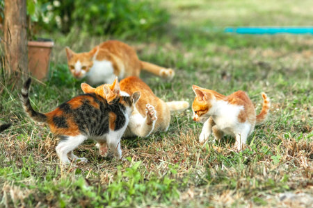 When kittens play together, they crouch low, sneak quietly, and pounce on each other.の写真素材