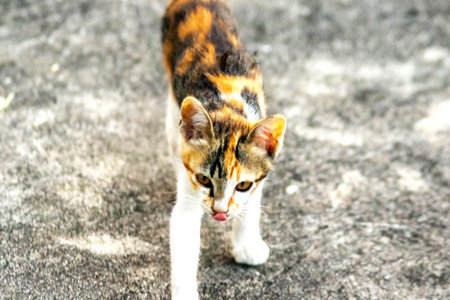 Calico kittens are enthusiastic and enjoy exploring large spaces.の写真素材