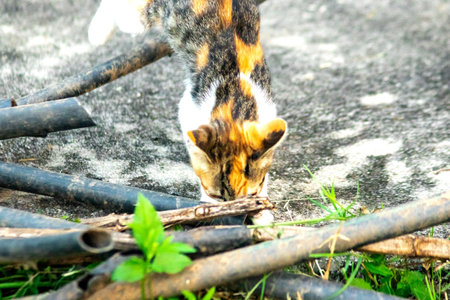Calico kittens are enthusiastic and enjoy exploring large spaces.の写真素材