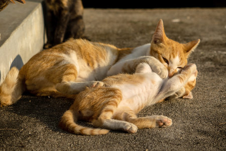 When kittens play together, they crouch low, sneak quietly, and pounce on each other, practicing their hunting skills.の写真素材
