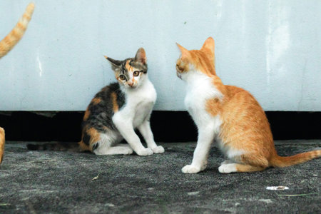 Two kittens sat on the floor, looking for food or perhaps inviting each other to play.