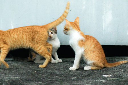 Two kittens sat on the floor, looking for food or perhaps inviting each other to play.