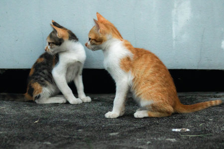 Two kittens sat on the floor, looking for food or perhaps inviting each other to play.