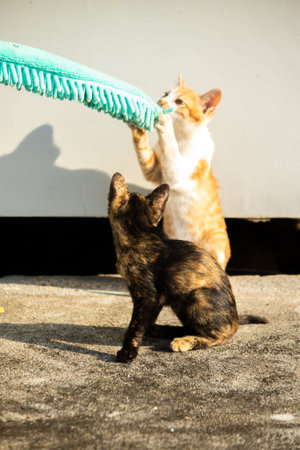 When kittens play with feather dusters or fluttering threads, their brains immediately signal them...