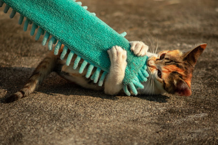 When kittens play with feather dusters or fluttering threads, their brains immediately signal them...