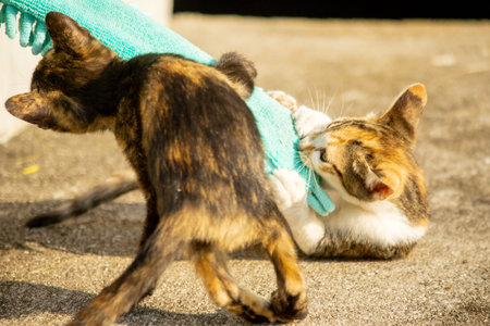 When kittens play with feather dusters or fluttering threads, their brains immediately signal them to pounce.の写真素材