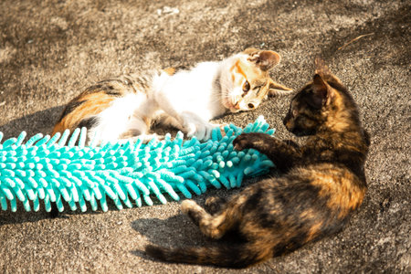 When kittens play with feather dusters or fluttering threads, their brains immediately signal them...
