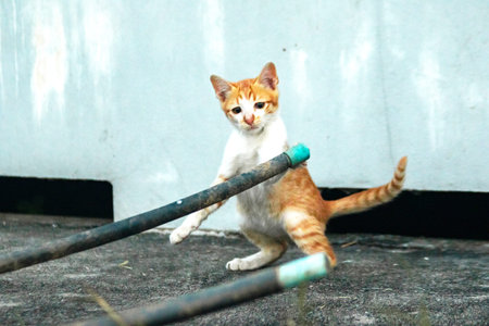 When kittens play together, they crouch low, sneak quietly, and pounce on each other.の写真素材