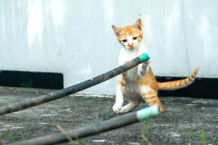 When kittens play together, they crouch low, sneak quietly, and pounce on each other.の写真素材