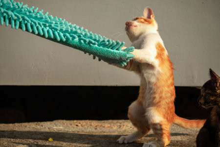 When kittens play with feather dusters or fluttering threads, their brains immediately signal them to pounce.の写真素材