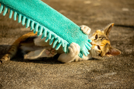 When kittens play with feather dusters or fluttering threads, their brains immediately signal them to pounce.の写真素材
