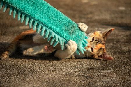 When kittens play with feather dusters or fluttering threads, their brains immediately signal them to pounce.の写真素材