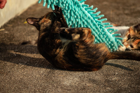 When kittens play with feather dusters or fluttering threads, their brains immediately signal them to pounce.の写真素材