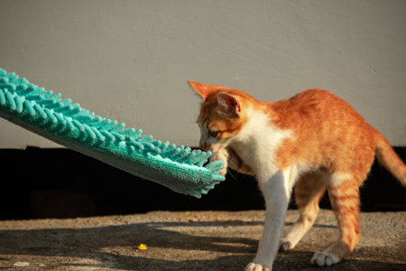 When kittens play with feather dusters or fluttering threads, their brains immediately signal them...