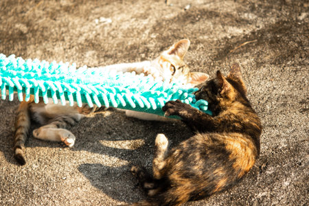 When kittens play with feather dusters or fluttering threads, their brains immediately signal them to pounce.の写真素材