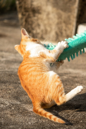 When kittens play with feather dusters or fluttering threads, their brains immediately signal them...