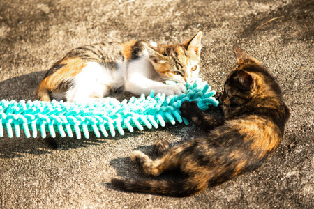 When kittens play with feather dusters or fluttering threads, their brains immediately signal them...