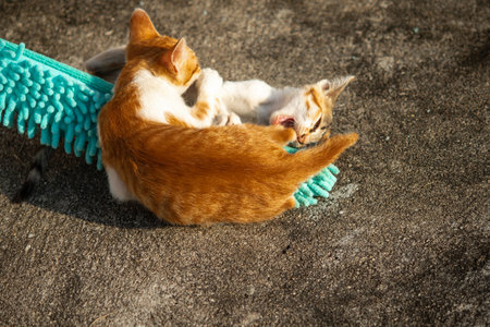 When kittens play with feather dusters or fluttering threads, their brains immediately signal them to pounce.の写真素材