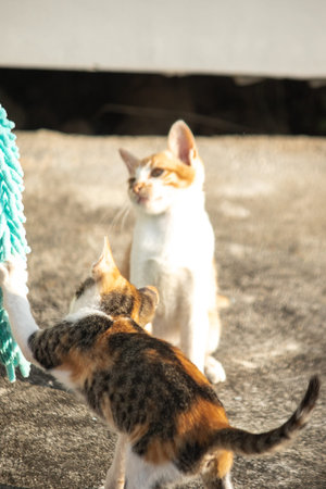 When kittens play with feather dusters or fluttering threads, their brains immediately signal them...
