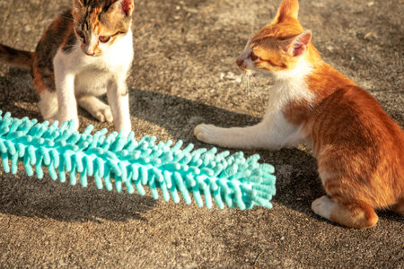 When kittens play with feather dusters or fluttering threads, their brains immediately signal them to pounce.の写真素材