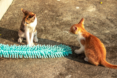 When kittens play with feather dusters or fluttering threads, their brains immediately signal them...