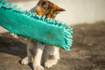 When kittens play with feather dusters or fluttering threads, their brains immediately signal them to pounce.の写真素材
