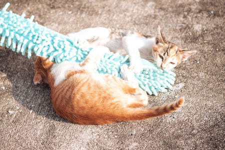 When kittens play with feather dusters or fluttering threads, their brains immediately signal them to pounce.の写真素材