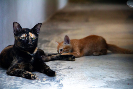 The mother cat is with her orange kitten, protecting it.