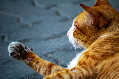 The little orange kitten on the floor was curious, exploring and learning about its new surroundings.