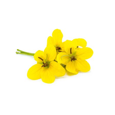 Glaucous Cassia flower on white backgroundの写真素材