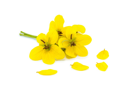 Glaucous Cassia flower on white backgroundの写真素材