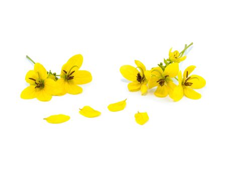 Glaucous Cassia flower on white backgroundの写真素材