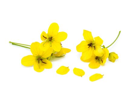 Glaucous Cassia flower on white backgroundの写真素材
