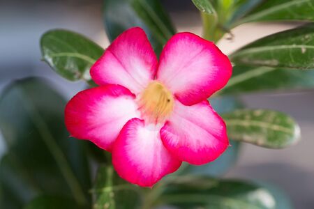 Azalea flowers - red flowers at the natureの写真素材