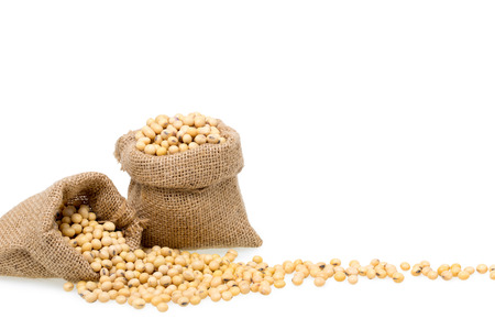Soybeans isolated on white background, empty space for design.の写真素材