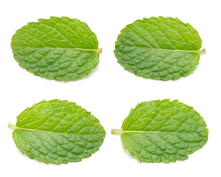Fresh mint leaves, Peppermint isolated on white background.