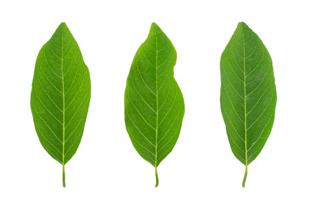 Fresh green Annona squamosa leaves isolated on white background.